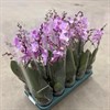PHALAENOPSIS 12 CM MULTIFLORA 2 TAK ROSA